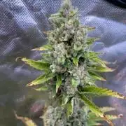Sticky Broccoli