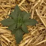 Blue Power Auto F4