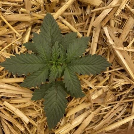 Blue Power Auto F4