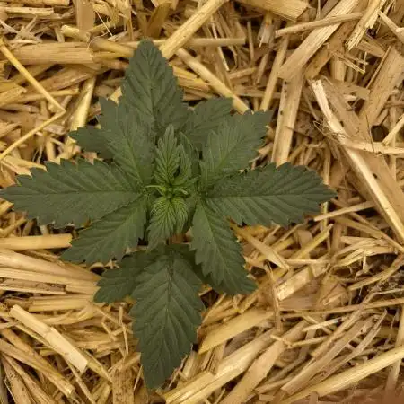 Blue Power Auto F4