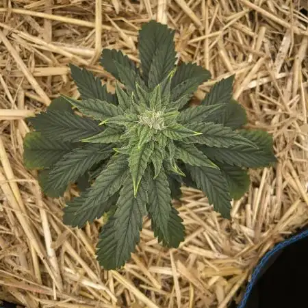 Blue Power Auto F4