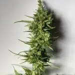 Auto Blueberry Banana
