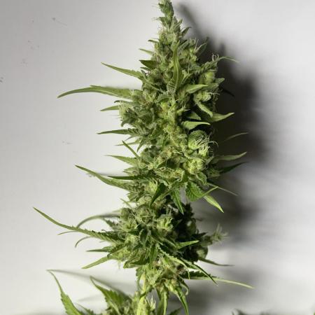 Auto Blueberry Banana