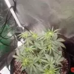 Frees seeds grow(AUTOS)first indoor grow