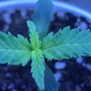 First grow