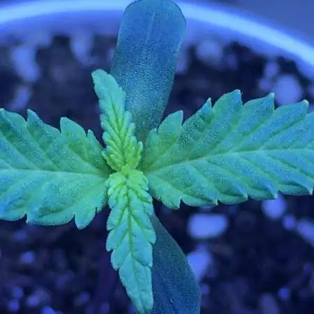 First grow