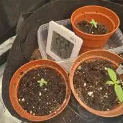 First indoor after 20 years under SUN