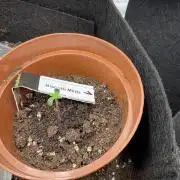 First indoor after 20 years under SUN