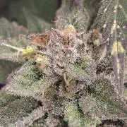 Barney biscotti