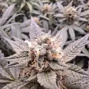 Mimosa and buff