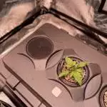 Bruce Banner 