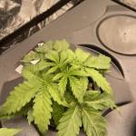 Strawberry Banana Auto 
