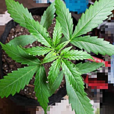 Z Auto by Fast Buds (Budget Grow!)