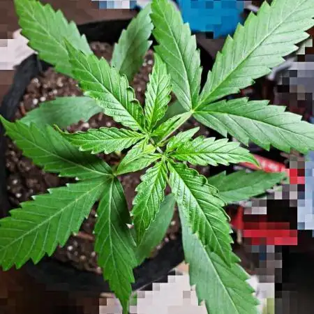 Z Auto by Fast Buds (Budget Grow!)