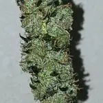 Z Auto by Fast Buds (Budget Grow!)