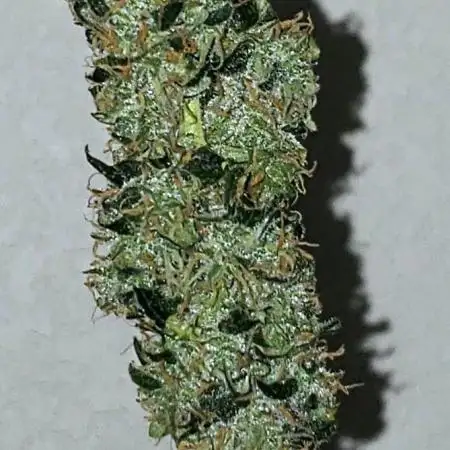 Z Auto by Fast Buds (Budget Grow!)