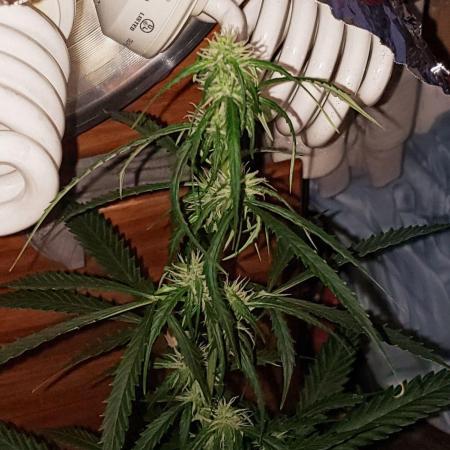 Z Auto by Fast Buds (Budget Grow!)