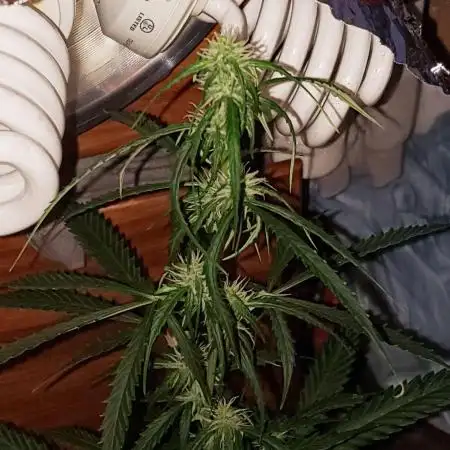 Z Auto by Fast Buds (Budget Grow!)