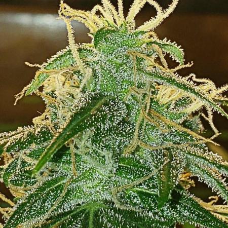 Z Auto by Fast Buds (Budget Grow!)