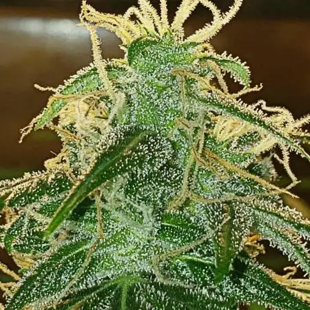 Z Auto by Fast Buds (Budget Grow!)