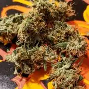 Z Auto by Fast Buds (Budget Grow!)