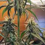 Z Auto by Fast Buds (Budget Grow!)