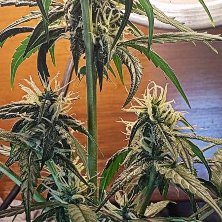 Z Auto by Fast Buds (Budget Grow!)