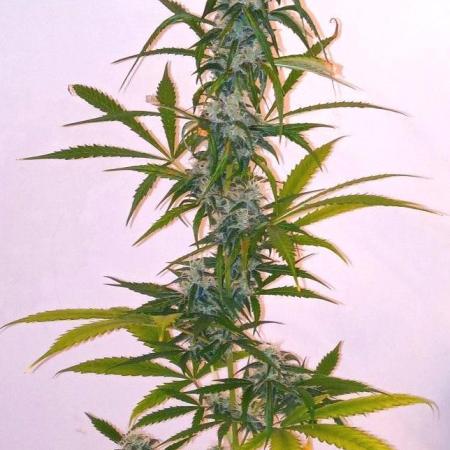 Z Auto by Fast Buds (Budget Grow!)