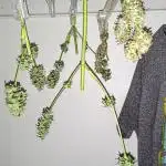 Z Auto by Fast Buds (Budget Grow!)