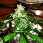 Z Auto by Fast Buds (Budget Grow!)