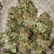 Z Auto by Fast Buds (Budget Grow!)