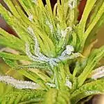 Z Auto by Fast Buds (Budget Grow!)