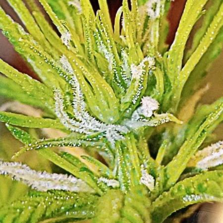 Z Auto by Fast Buds (Budget Grow!)