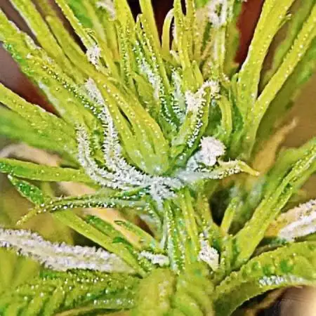 Z Auto by Fast Buds (Budget Grow!)