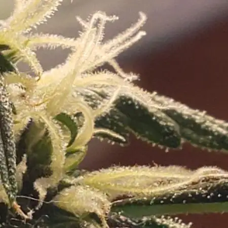 Z Auto by Fast Buds (Budget Grow!)