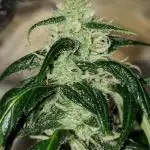 Z Auto by Fast Buds (Budget Grow!)