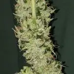 Z Auto by Fast Buds (Budget Grow!)