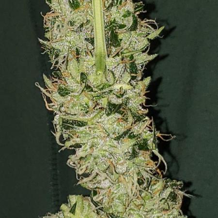 Z Auto by Fast Buds (Budget Grow!)