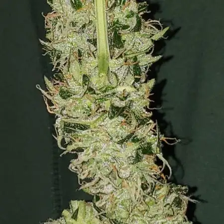 Z Auto by Fast Buds (Budget Grow!)