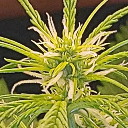 Z Auto by Fast Buds (Budget Grow!)