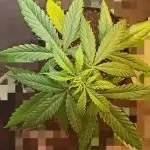 Z Auto by Fast Buds (Budget Grow!)