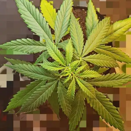 Z Auto by Fast Buds (Budget Grow!)