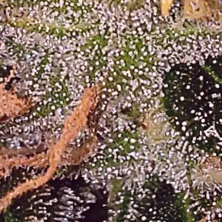 Z Auto by Fast Buds (Budget Grow!)