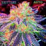 Z Auto by Fast Buds (Budget Grow!)