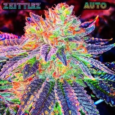 Zkittlez Auto by Fast Buds