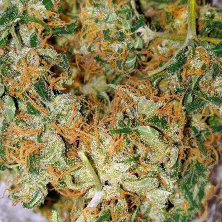 Z Auto by Fast Buds (Budget Grow!)