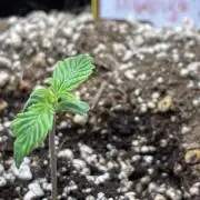 Mephisto (2x2): AvT + Mango Smile