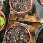 Autoduck Small Pots Outdoors