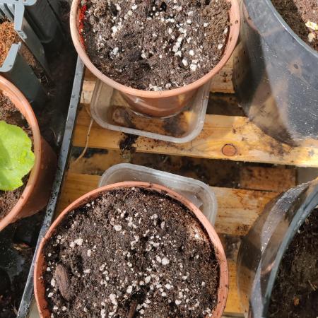 Autoduck Small Pots Outdoors