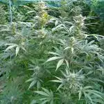 Gorilla Melon outdor
